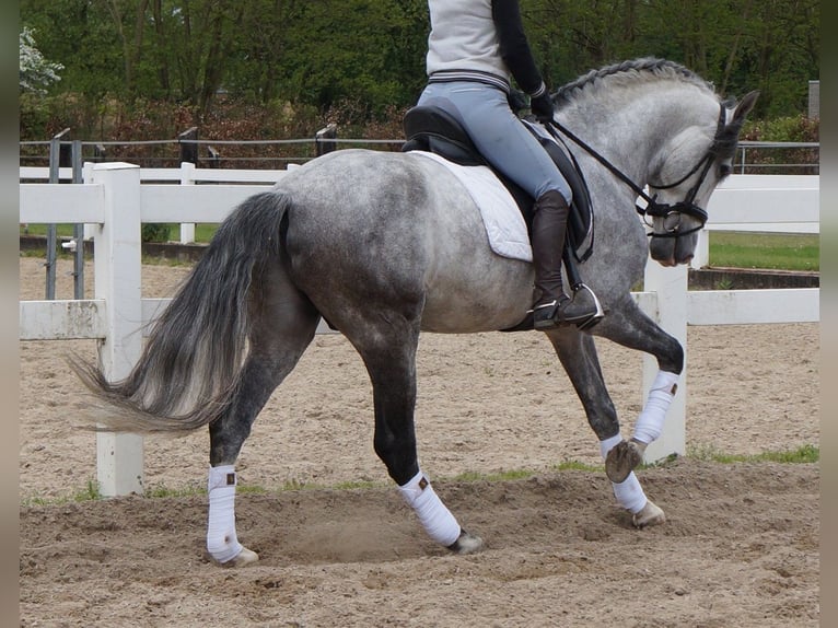 PRE Mix Gelding 6 years Gray in Polling