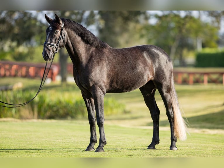 PRE Mix Gelding 6 years Gray in Wellington