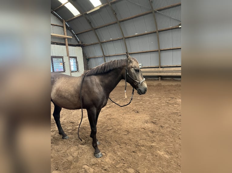 PRE Mix Gelding 7 years 14 hh Buckskin in Nordenham