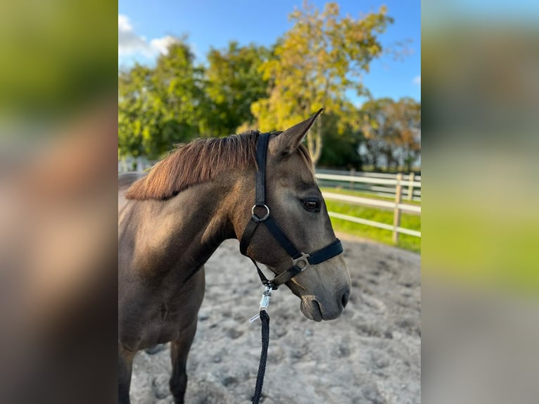 PRE Mix Gelding 7 years 14 hh Buckskin in Nordenham