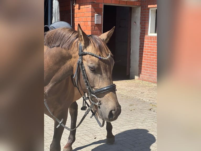 PRE Mix Gelding 7 years 14 hh Buckskin in Nordenham