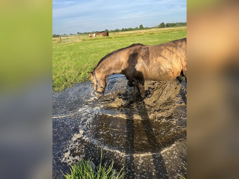 PRE Mix Gelding 7 years 14 hh Buckskin in Nordenham