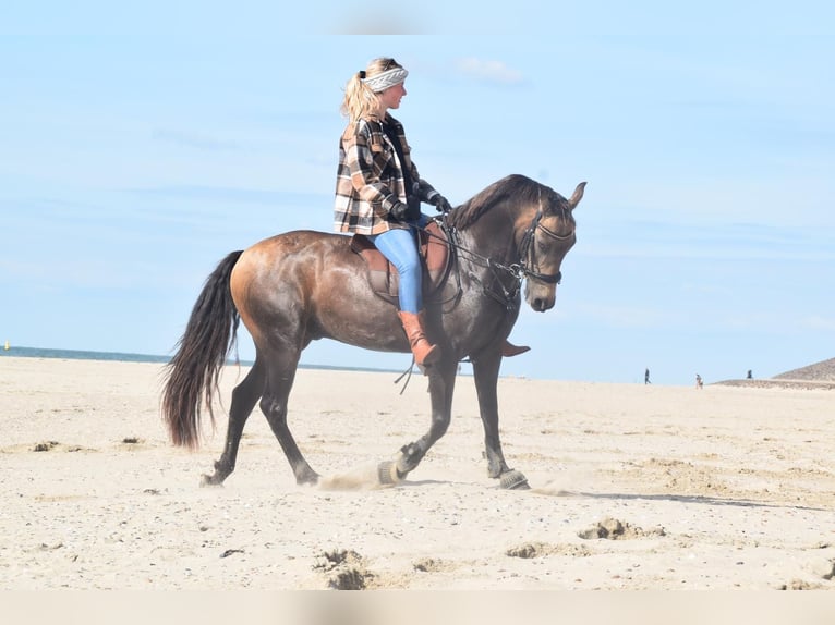 PRE Mix Gelding 7 years 14 hh Buckskin in Nordenham