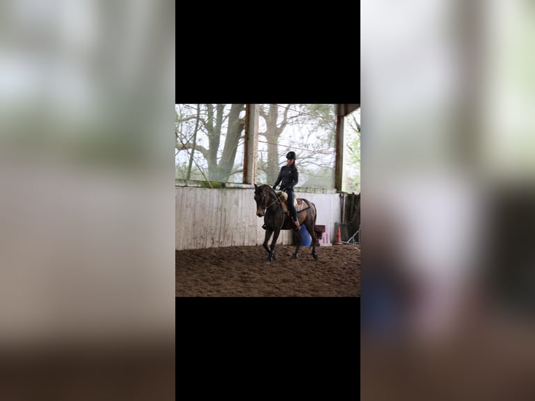 PRE Mix Gelding 7 years 14 hh Buckskin in Nordenham