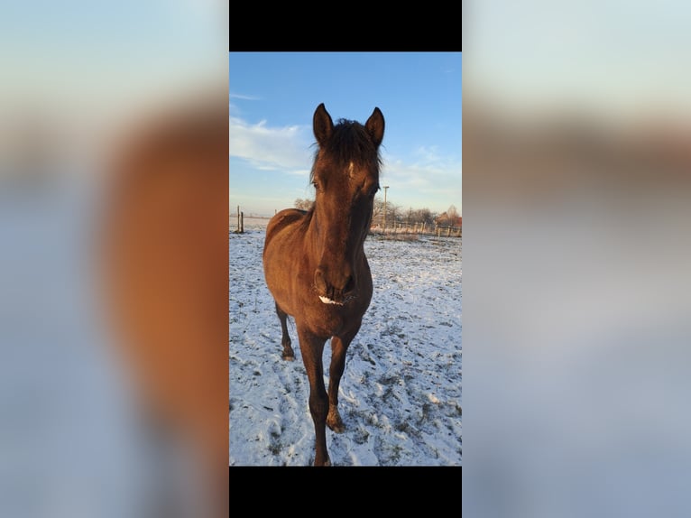 PRE Gelding 7 years 15,1 hh Bay-Dark in Dennheritz