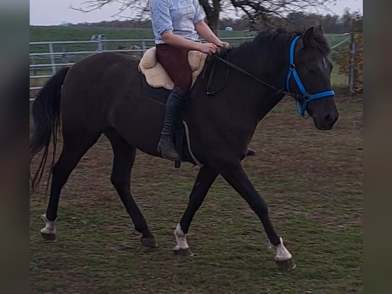 PRE Gelding 7 years 15,1 hh Bay-Dark in Dennheritz