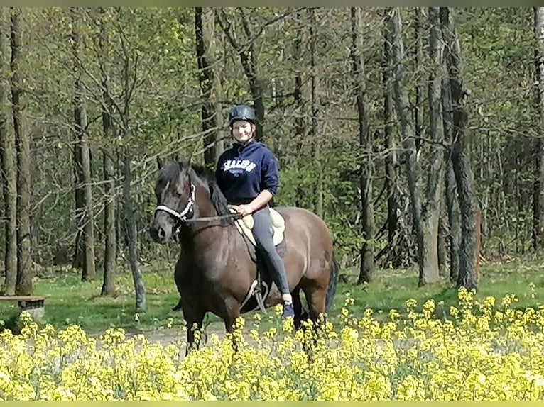 PRE Gelding 7 years 15,1 hh Bay-Dark in Dennheritz