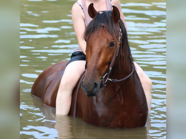 PRE Gelding 7 years 15.1 hh Brown in SprockhövelSp