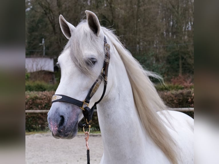 PRE Gelding 7 years 15,1 hh Grey in Neustadt (Wied)