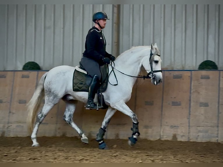 PRE Gelding 7 years 15,1 hh Grey in Neustadt (Wied)