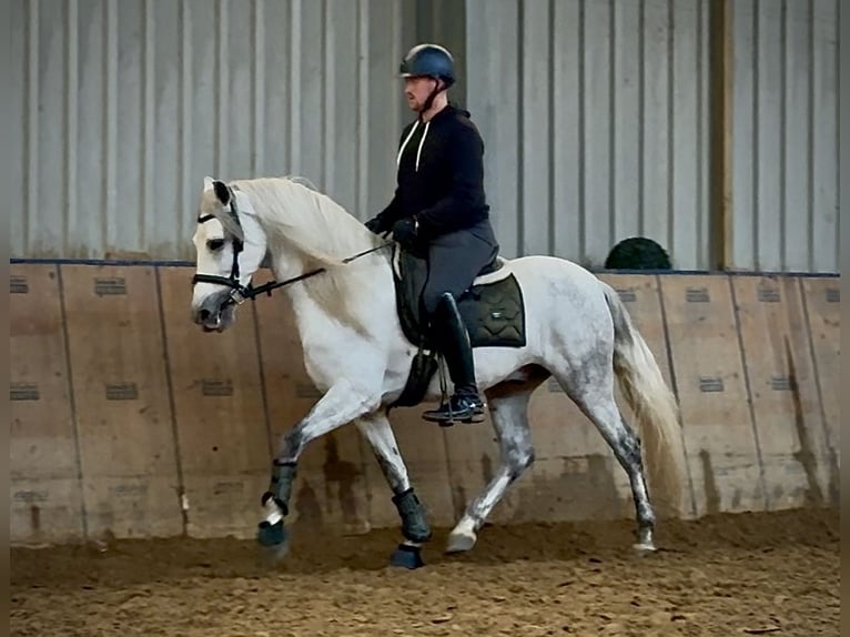 PRE Gelding 7 years 15,1 hh Grey in Neustadt (Wied)