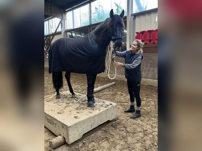 PRE Mix Gelding 7 years 15.2 hh Black in Senden