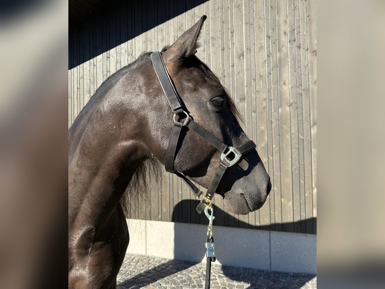 PRE Mix Gelding 7 years 15.2 hh Black in Salzburg