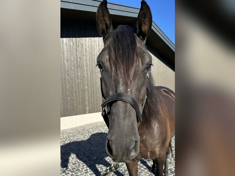PRE Mix Gelding 7 years 15.2 hh Black in Salzburg