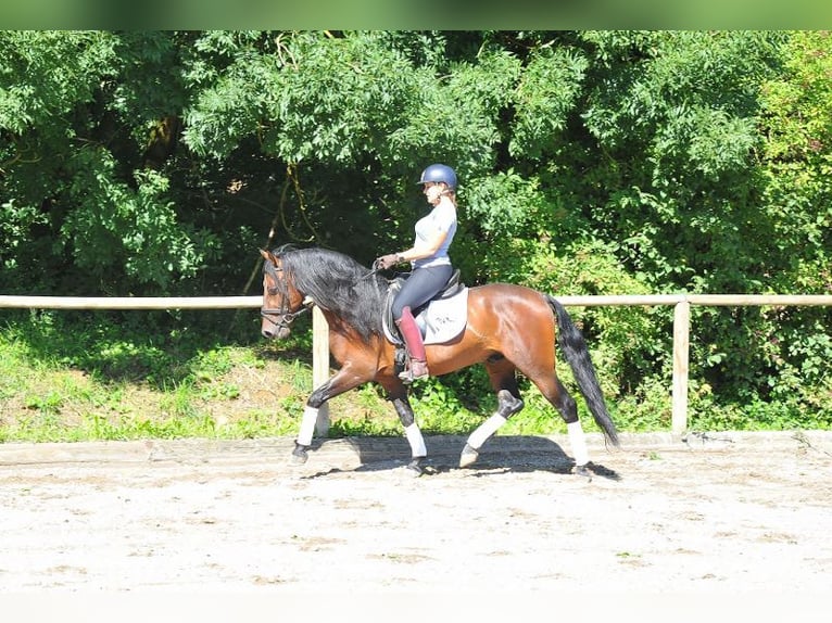 PRE Mix Gelding 7 years 15,2 hh Brown in Wellheim