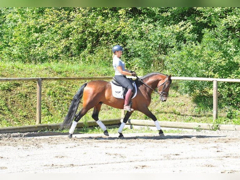 PRE Mix Gelding 7 years 15,2 hh Brown in Wellheim
