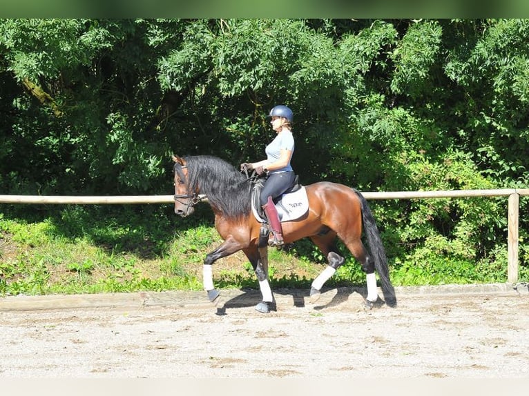 PRE Mix Gelding 7 years 15,2 hh Brown in Wellheim
