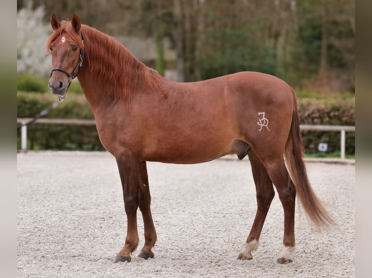 PRE Mix Gelding 7 years 15.2 hh Chestnut-Red in Neustadt (Wied)