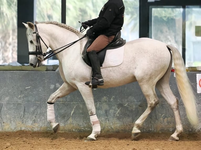 PRE Mix Gelding 7 years 15,2 hh Gray in Navas Del Madroño