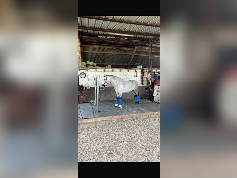PRE Gelding 7 years 15.2 hh Grey-Dapple in Campneuseville
