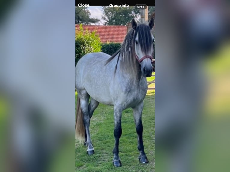 PRE Gelding 7 years 15.2 hh Grey-Dapple in Campneuseville