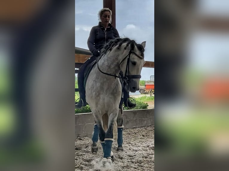 PRE Gelding 7 years 15.2 hh Grey-Dapple in Campneuseville