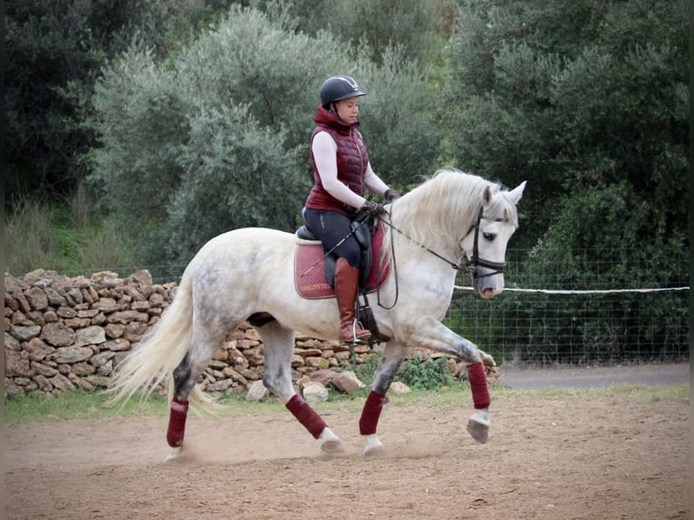 PRE Mix Gelding 7 years 15.2 hh Grey-Dapple in Valencia