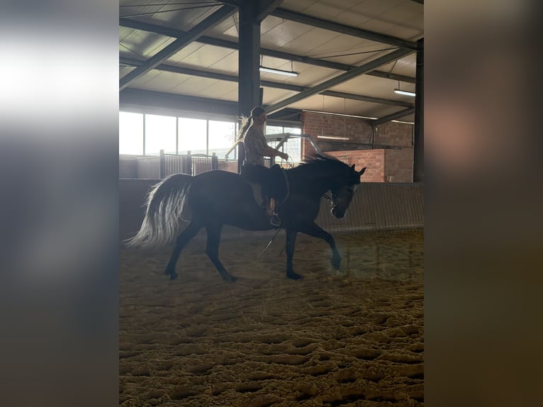 PRE Gelding 7 years 15.2 hh Grey-Dark-Tan in Oer-Erkenschwick