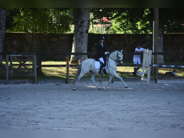 PRE Gelding 7 years 15.2 hh Grey in Limoges