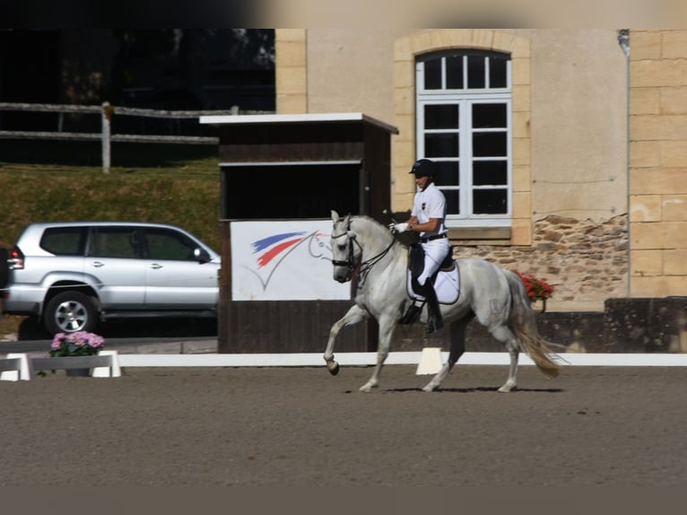 PRE Gelding 7 years 15.2 hh Grey in Limoges