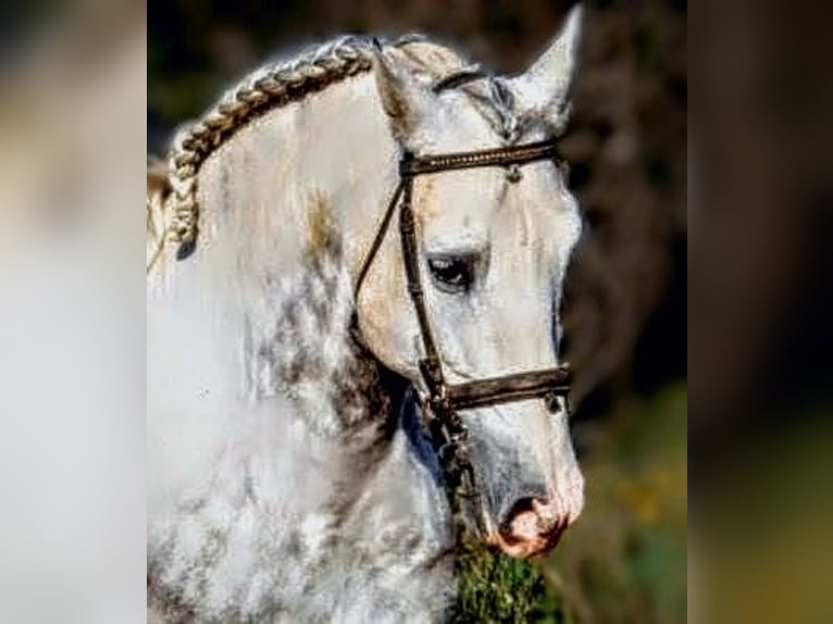 PRE Mix Gelding 7 years 15.2 hh Grey in Valencia