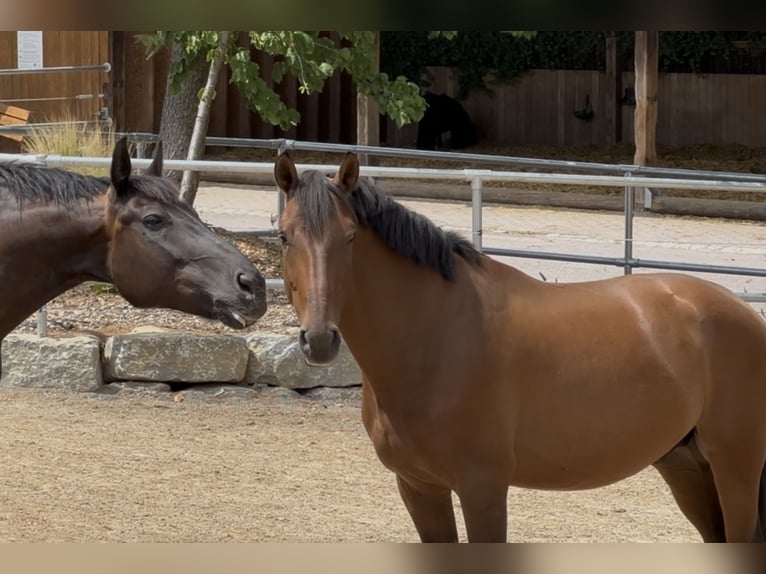 PRE Gelding 7 years 15.3 hh Brown in Bad Mergentheim