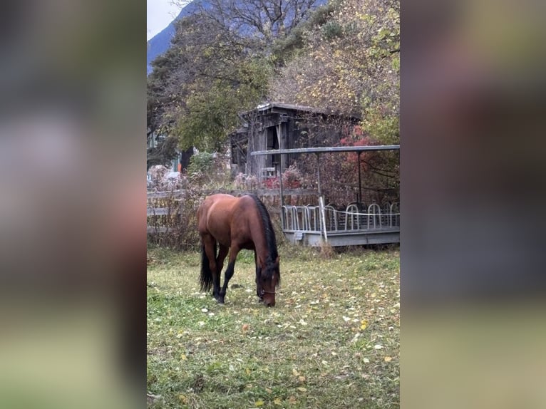 PRE Gelding 7 years 15.3 hh Brown in Ötztal-Bahnhof