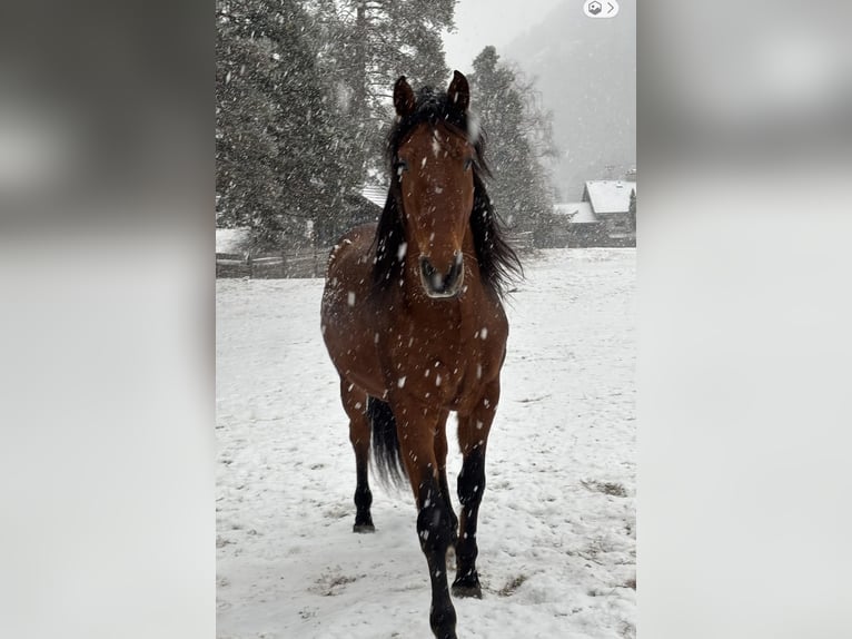 PRE Gelding 7 years 15.3 hh Brown in Ötztal-Bahnhof