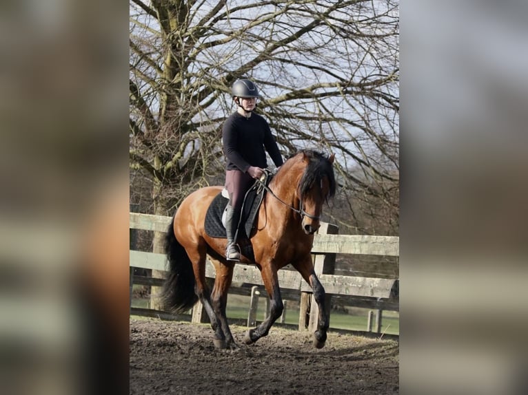 PRE Gelding 7 years 15.3 hh Brown in Ötztal-Bahnhof
