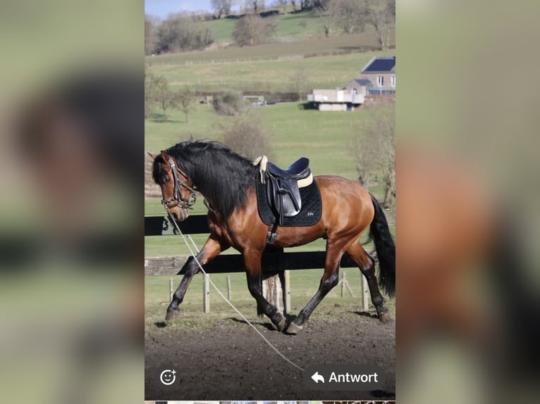 PRE Gelding 7 years 15.3 hh Brown in Ötztal-Bahnhof