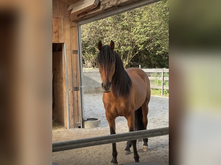 PRE Gelding 7 years 15.3 hh Brown in Ötztal-Bahnhof