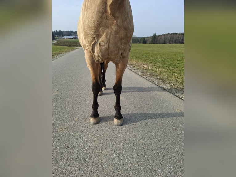 PRE Mix Gelding 7 years 15.3 hh Dun in Kempten