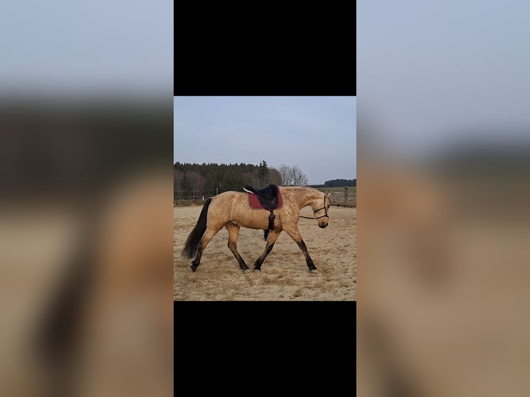 PRE Mix Gelding 7 years 15.3 hh Dun in Kempten