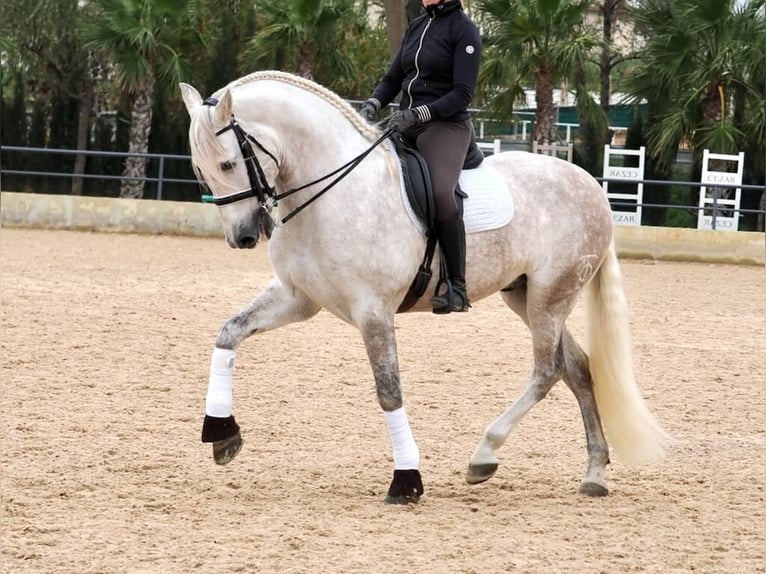 PRE Mix Gelding 7 years 15,3 hh Gray in Navas Del Madroño