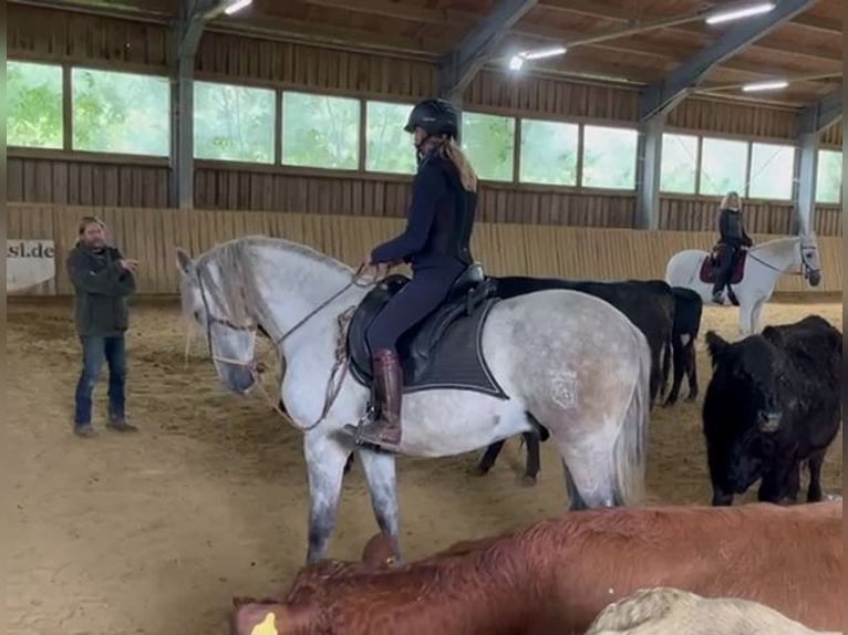 PRE Mix Gelding 7 years 15,3 hh Gray in Ampfing