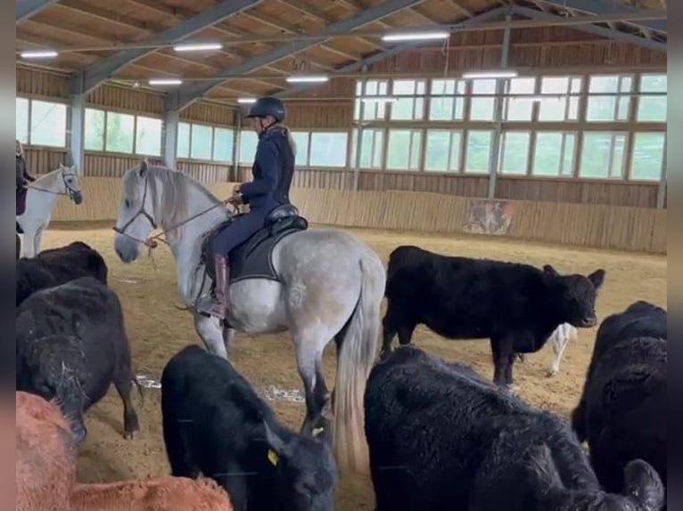 PRE Mix Gelding 7 years 15,3 hh Gray in Ampfing