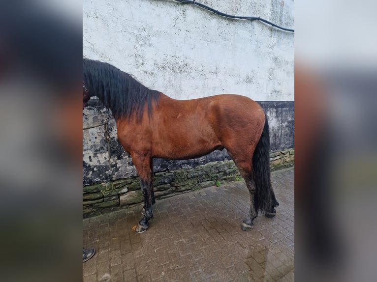 PRE Gelding 7 years 15,1 hh Brown in SprockhövelSp