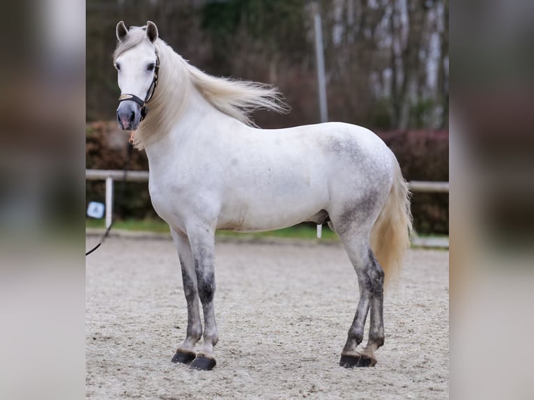 PRE Mix Gelding 7 years 15,1 hh Grey in Neustadt (Wied)