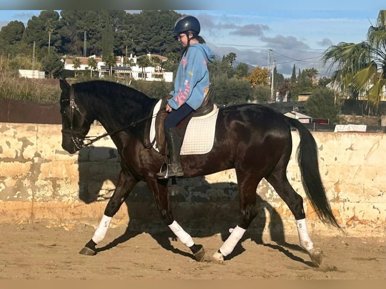 PRE Mix Gelding 7 years 15,2 hh Black in Aachen