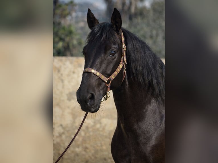 PRE Mix Gelding 7 years 15,2 hh Black in Aachen