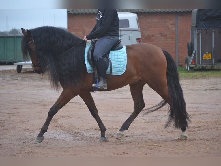 PRE Mix Gelding 7 years 15,2 hh Brown in Breda