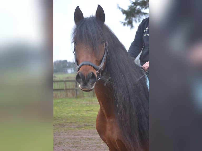 PRE Mix Gelding 7 years 15,2 hh Brown in Breda