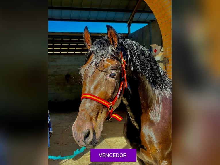 PRE Gelding 7 years 15,2 hh Brown in Los Arenales Del Sol