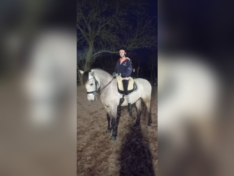 PRE Gelding 7 years 15,2 hh Buckskin in Rastorf